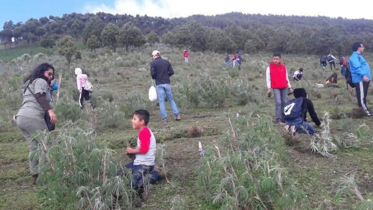 Reforestacion Hidalgo